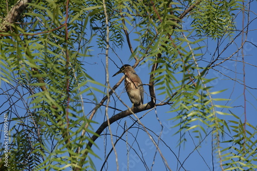 bird on tree