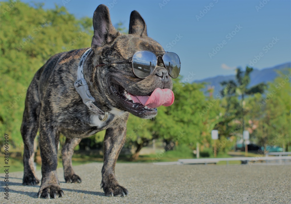 dog glasses dog glasses