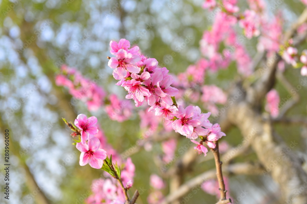 In full bloom in the peach blossom In full bloom in the peach blossom