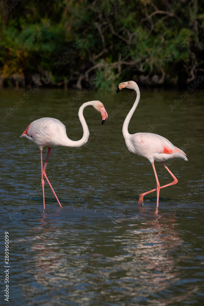 Two flamingos standing in a pond displaying the curve to their necks.   Image taken at the Parc Ornithologique du Pont de Gau in Camargue, France.
