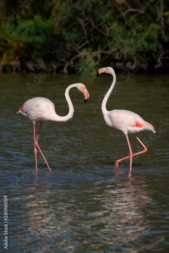 Two flamingos standing in a pond displaying the curve to their necks.   Image taken at the Parc Ornithologique du Pont de Gau in Camargue, France.