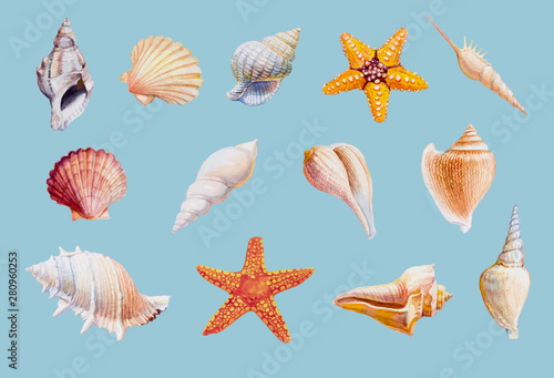 Hand drawn shellfish and starfish on white background, Vector illustration.