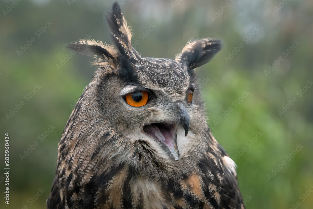 Fototapeta premium Eurasian eagle-owl closeup portrait with mouth open, surrounded by green trees