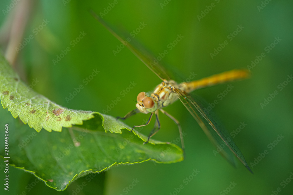 Fototapeta premium Allphotokz Dragonfly 20070615 2393 5D