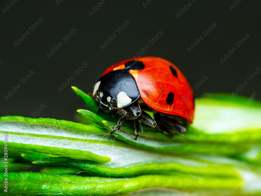 Obraz premium Ladybug Insect Crawling on Green Plant on Dark Background Macro