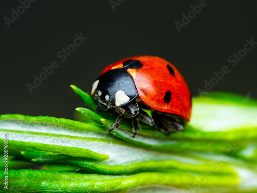 Ladybug Insect Crawling on Green Plant on Dark Background Macro