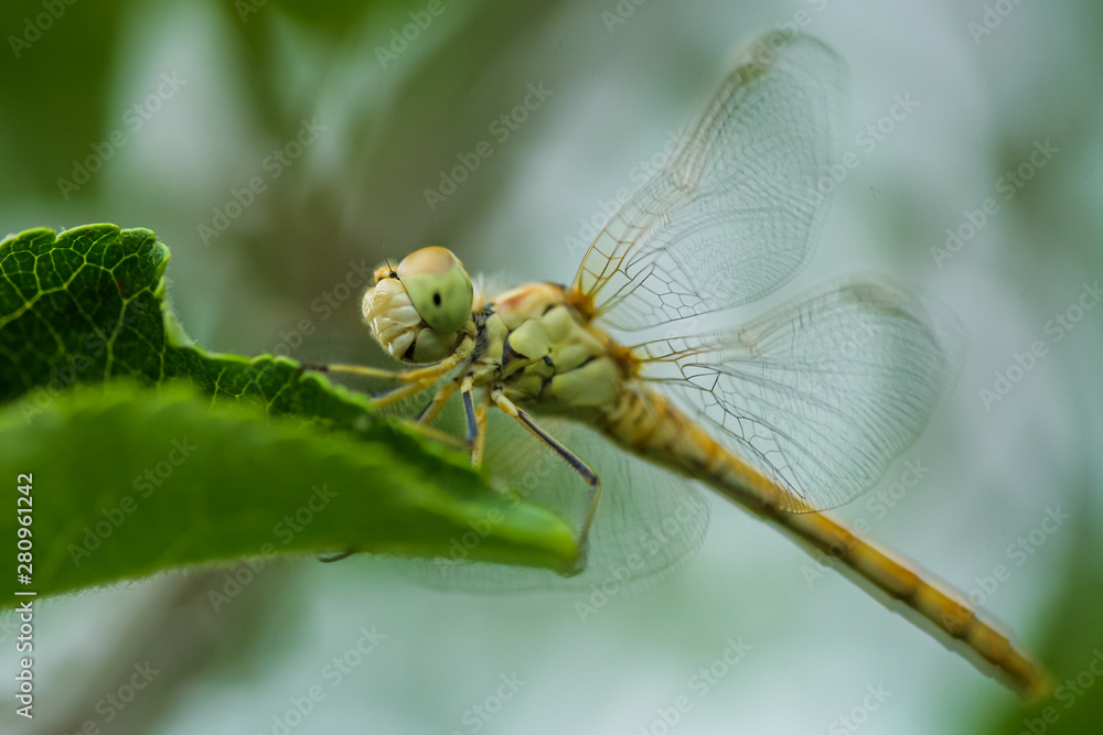 Allphotokz Dragonfly 20070615 2386 5D Allphotokz Dragonfly 20070615 2386 5D
