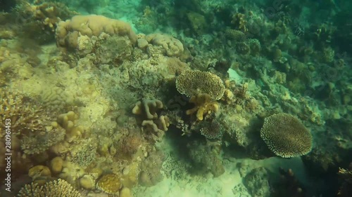 Underwater view in Selayar Islands, Indonesia photo