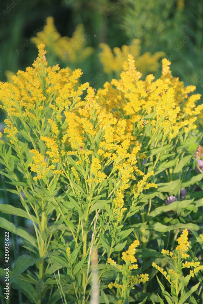 Wild Blooms, Elk Island National Park, Alberta Wild Blooms, Elk Island National Park, Alberta