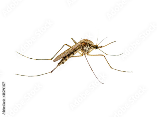 Dangerous Malaria Infected Mosquito Isolated on White. Leishmaniasis, Encephalitis, Yellow Fever, Dengue, Malaria Disease, Mayaro or Zika Virus Infectious Culex Mosquito Parasite Insect Macro.