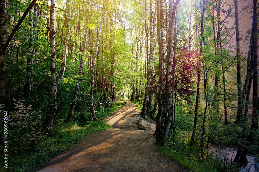 Obraz premium a path in the forest illuminated by the sun shining through the leaves of the trees