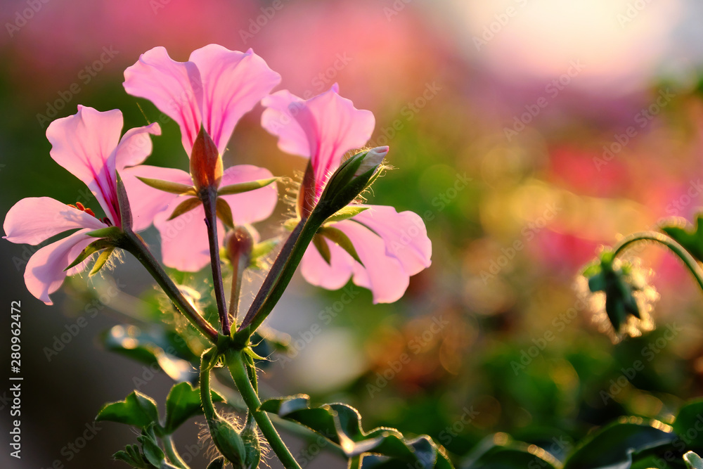 Obraz premium nature background colorful geranium flower blossom vibrant in garden, sunset backlight