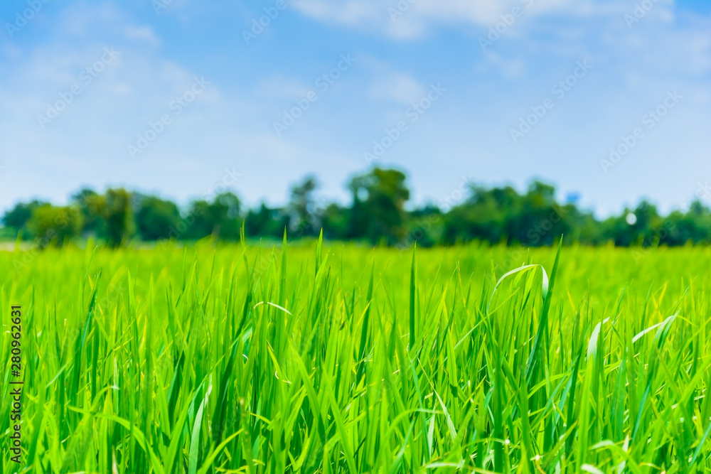 close-up of natural green grass on blue sky background close-up of natural green grass on blue sky background