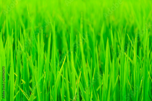 close-up of natural green grass background, soft focus