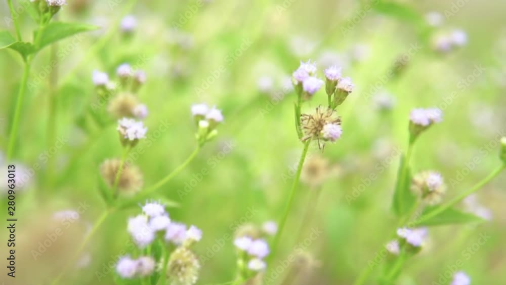 Fresh green meadows and blooming flowers. Camera moving through alpine meadow with colorful flowers Fresh green meadows and blooming flowers. Camera moving through alpine meadow with colorful flowers