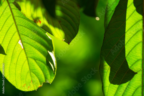 Green blurred background. Green bokeh out of focus foliage background.