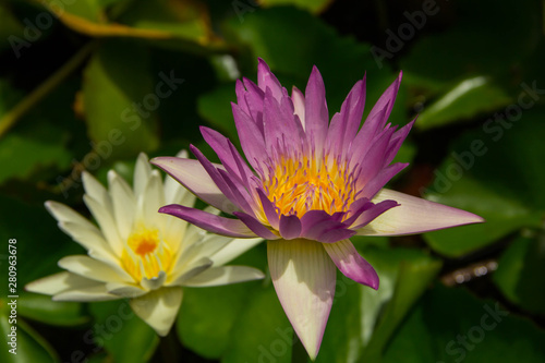  Violet Lotus Flower Closeup