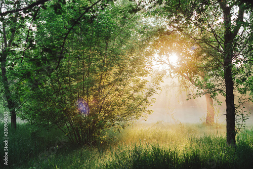 Scenic sunny green landscape. Scenery of morning nature in sunlight. Trees silhouettes on sunrise. Sunbeams and lens flare on foliage with copy space. Bright sun shines through trees leaves on sunset.