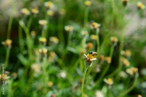 Honey Bee while collecting pollen on the blooming flower with blurred background