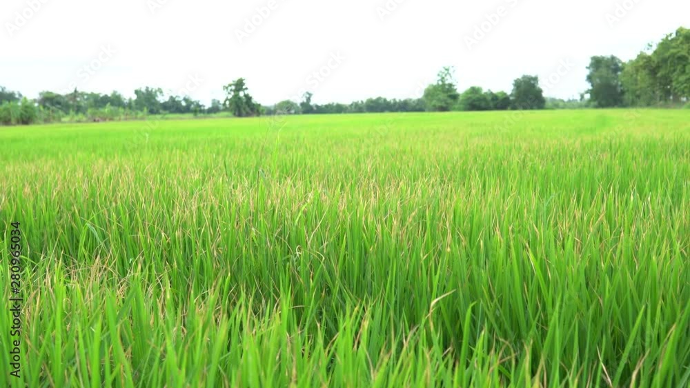 Rice field green grass blue sky cloud cloudy landscape background Rice field green grass blue sky cloud cloudy landscape background