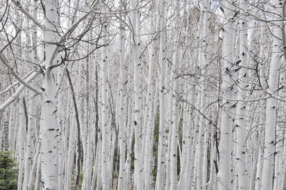 Fototapeta premium White Burch Trees in Dixie National Forest in Utah, United States of America