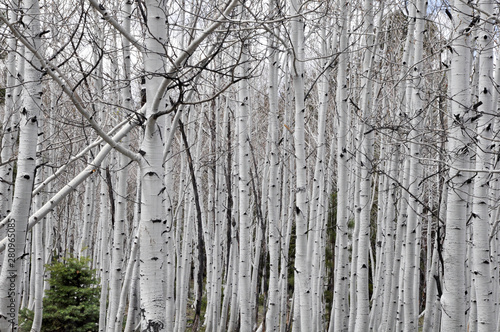 White Burch Trees in Dixie National Forest in Utah, United States of America photo