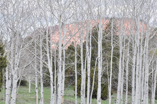 White Burch Trees in Dixie National Forest in Utah, United States of America photo