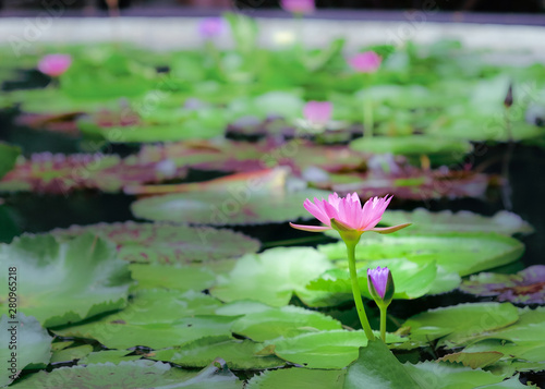 Lotus flowers in natural ponds