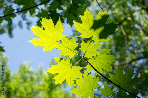 Green leaves of the maple lit by sunlight against a blue sky.