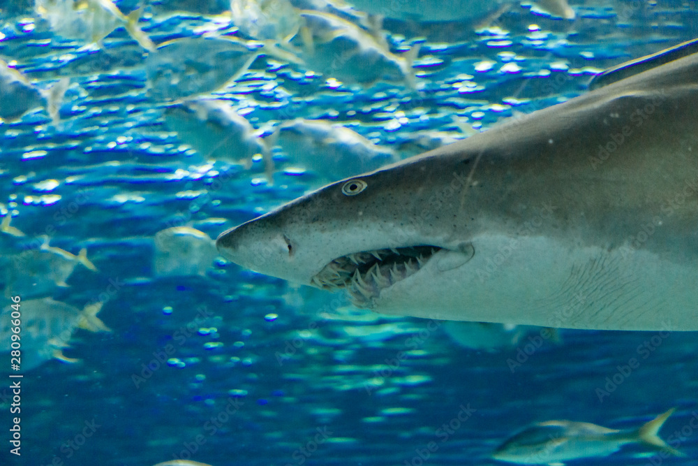 Fototapeta premium Shark in the Toronto Aquarium