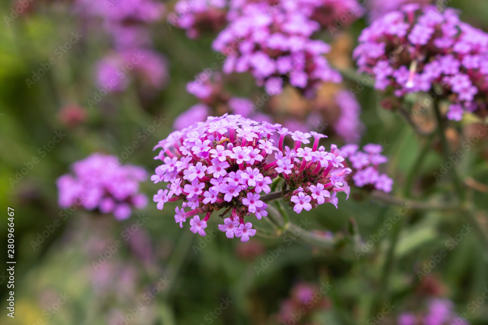 A garden full of purple top Brazilian verbena A garden full of purple top Brazilian verbena