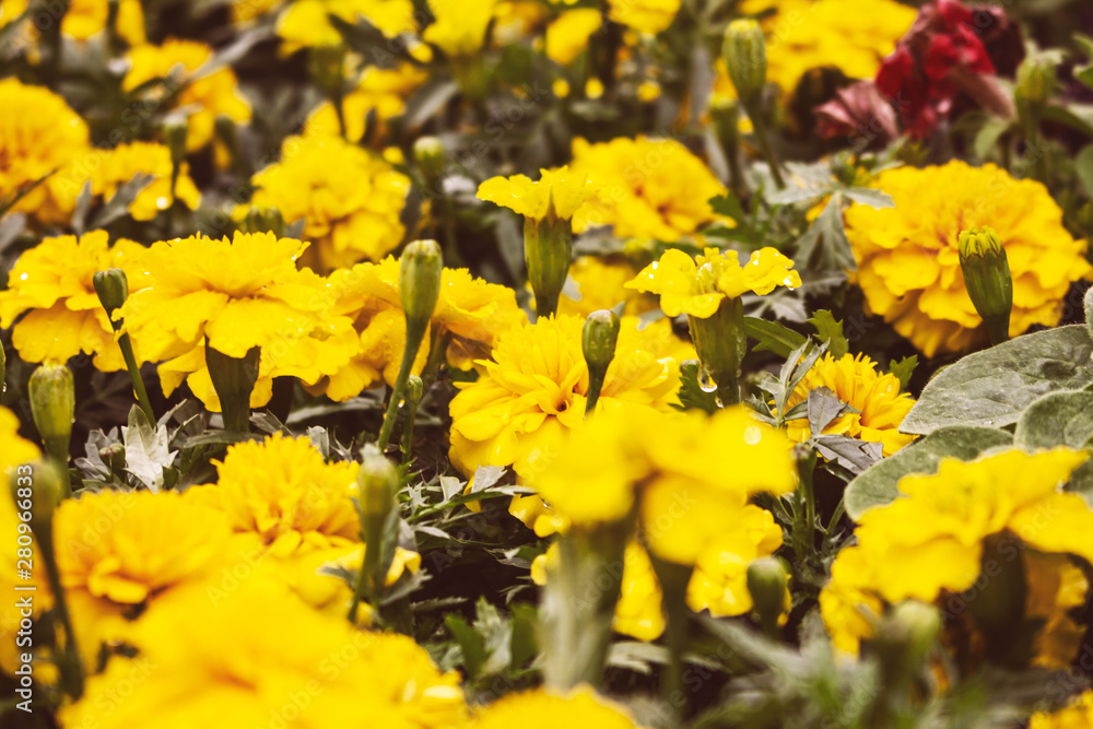 A view of rustic yellow marigolds in a garden