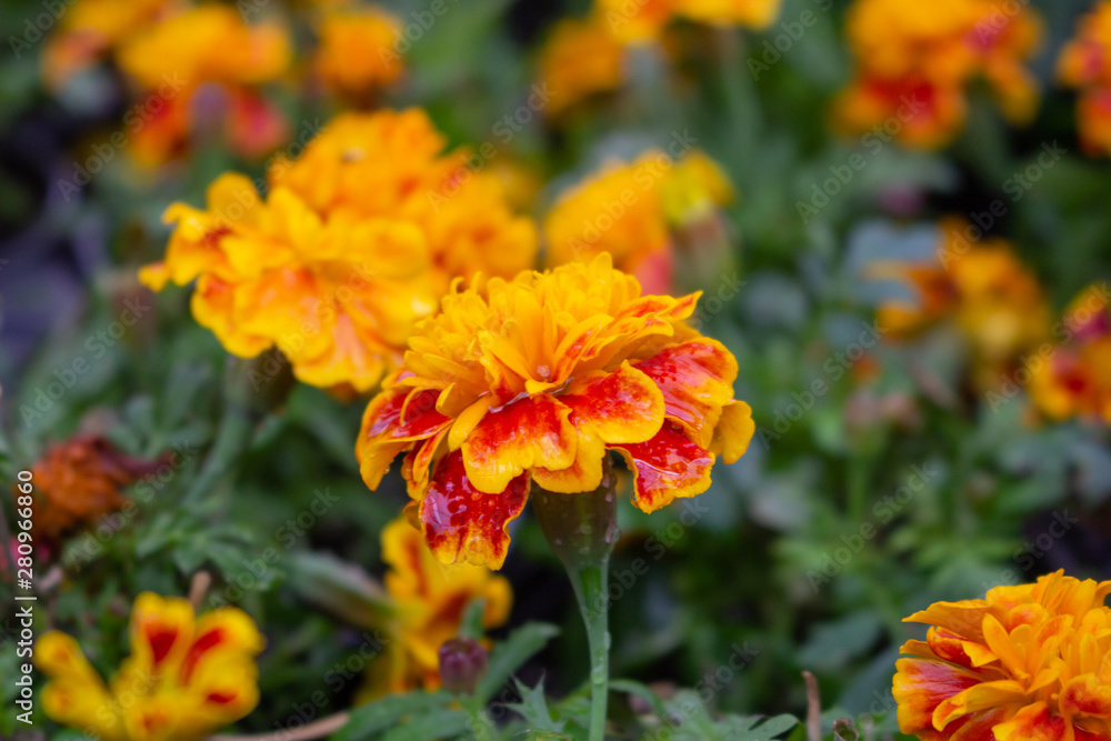 A closeup of several marigold flowers in the garden A closeup of several marigold flowers in the garden