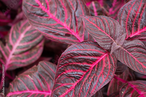 The magenta colored leaves of the iresine herbstii plant photo