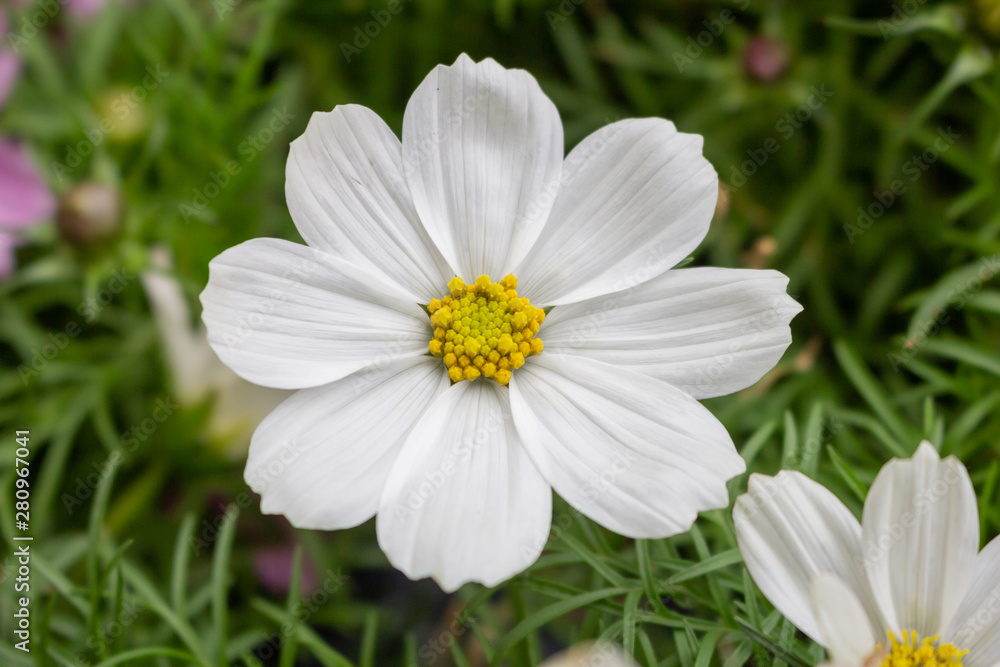 A single white cosmos flower in the garden A single white cosmos flower in the garden