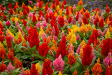 A garden full of warmed colored celosia flowers