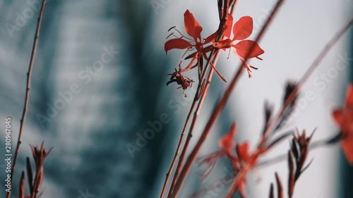 Small bee flying around some red flowers