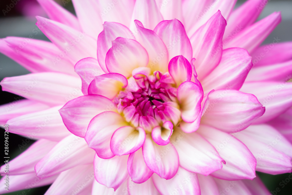 A closeup look at dahlia flowers