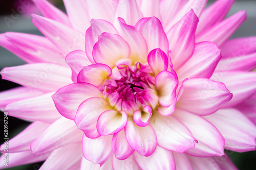 A closeup look at dahlia flowers