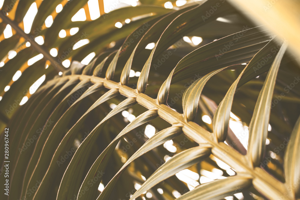 Fototapeta premium A rustic palm tree background