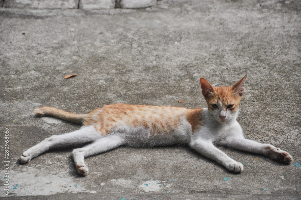 A cat lays on the ground.