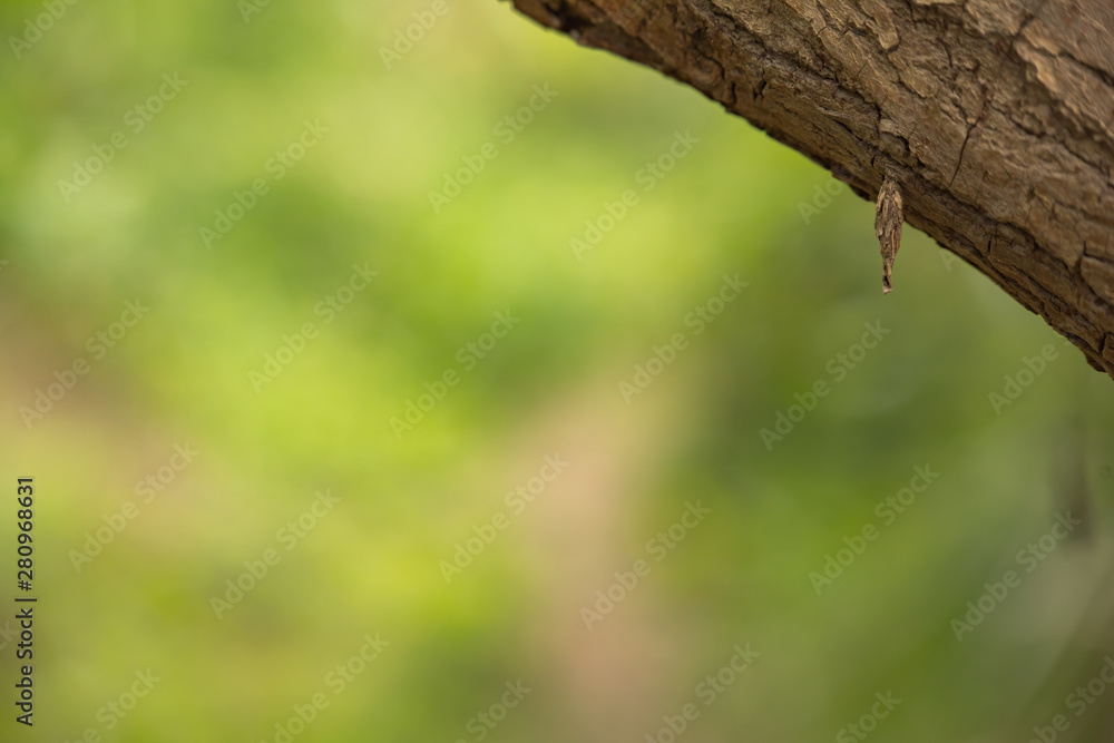 Obraz premium 日本の風景 川