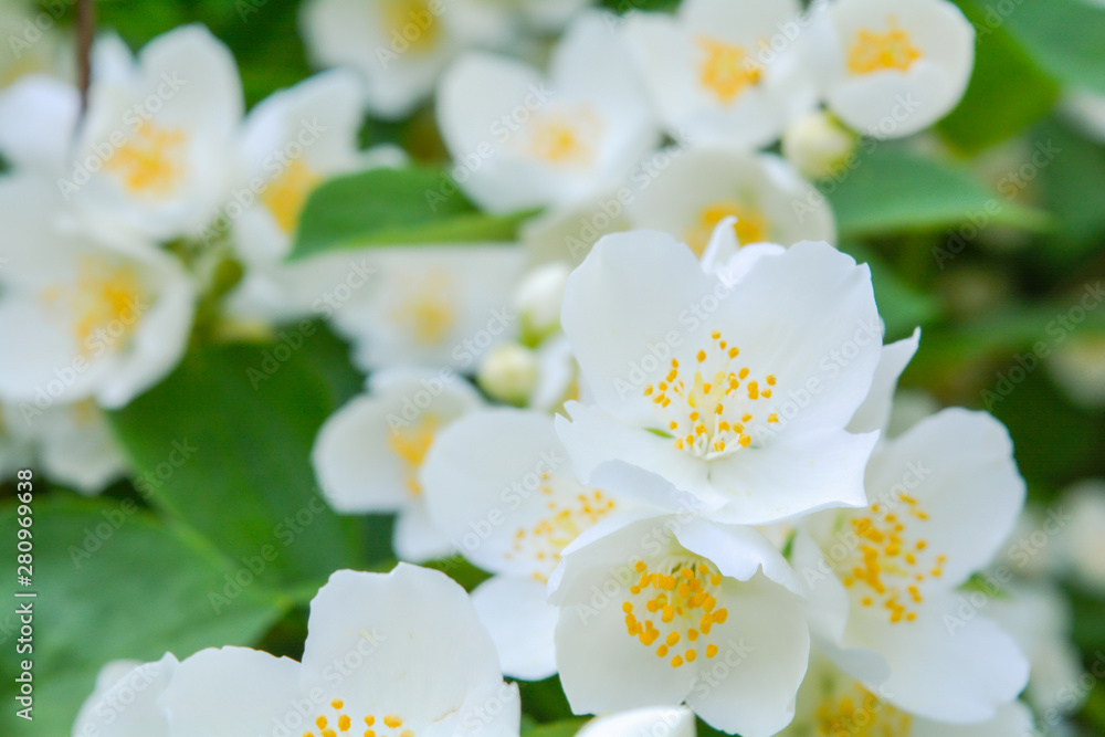 White jasmine bush blossoming in summer day