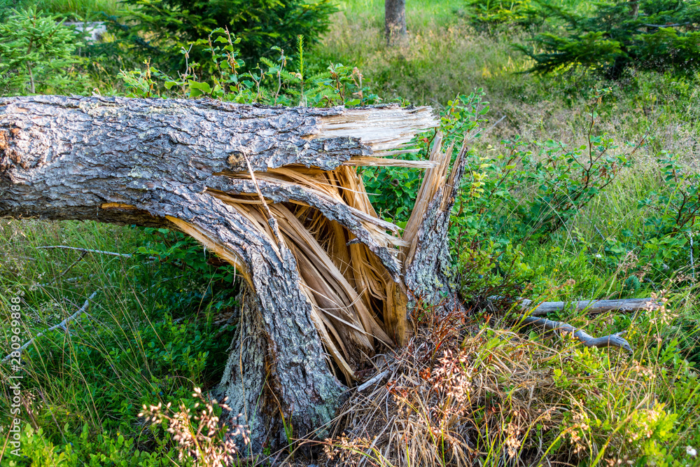Fototapeta premium Stürme Unwetter Holzbruch