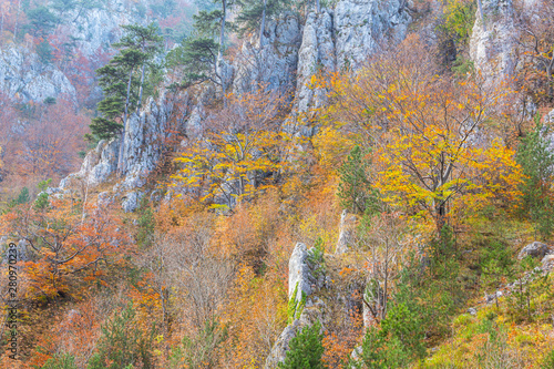 Scenery in a mountain forest in the fall, with beautiful foliage and trees
