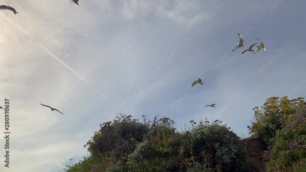 Seagulls at the Seaside Flying Around in the Summer’s Sun in Slow Motion Seagulls at the Seaside Flying Around in the Summer’s Sun in Slow Motion