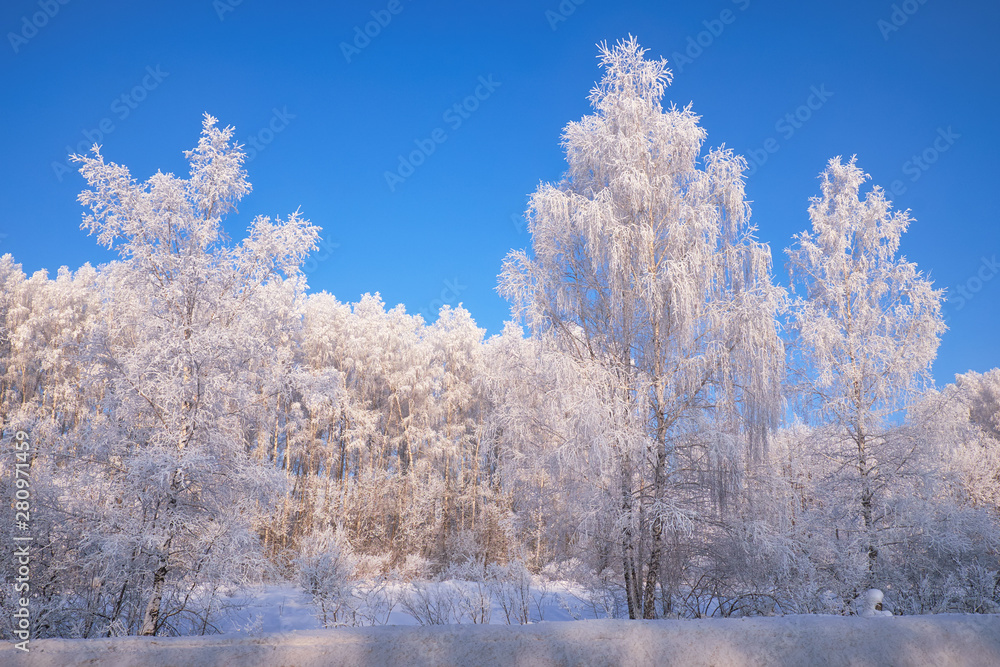 Frozen birch trees covered with hoarfrost and snow. Frozen birch trees covered with hoarfrost and snow.
