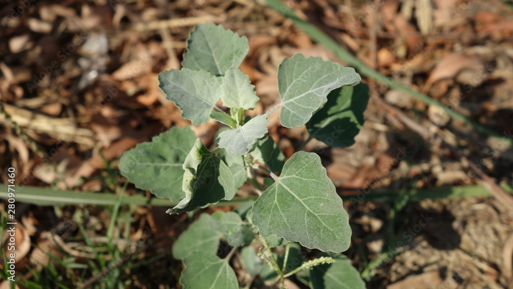 Obraz premium leaf with visible veins