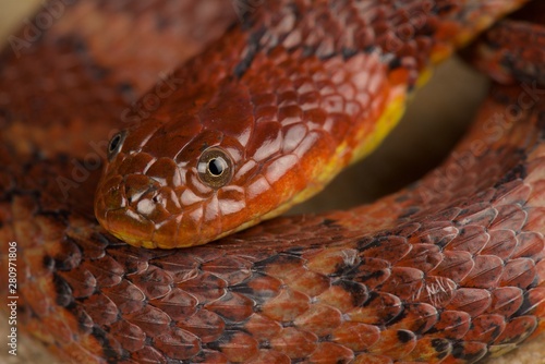 Brown-banded water snake (Helicops angulatus)