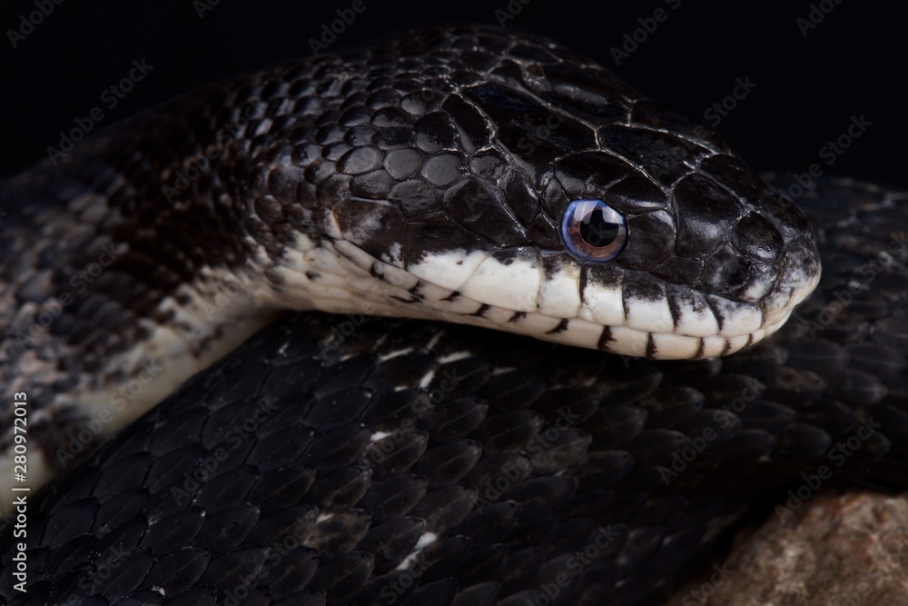 Obraz premium Amur Ratsnake (Elaphe schrenckii)